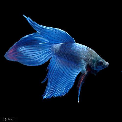 (熱帯魚)ベタ・トラディショナル 青系(オス)(1匹)