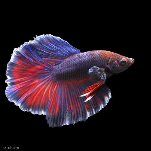 (熱帯魚)ベタ・ハーフムーン 色指定なし オス(1匹)