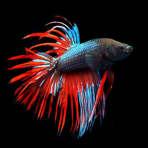 (熱帯魚)ベタ・クラウンテール 色指定なし(オス)(1匹)