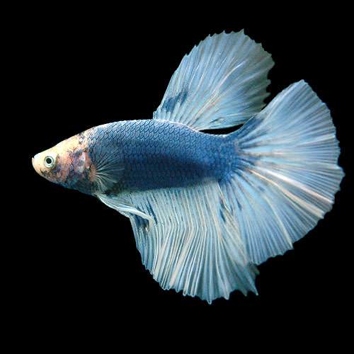 (熱帯魚)ベタ・スーパーデルタテール 色指定なし(オス)(1匹)