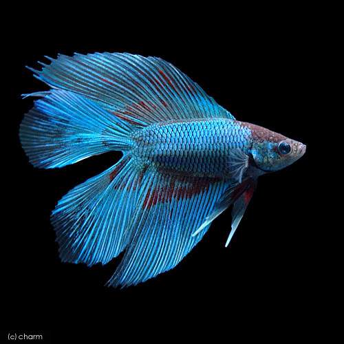 (熱帯魚)ベタ・ダブルテール 色指定なし(オス)(1匹)