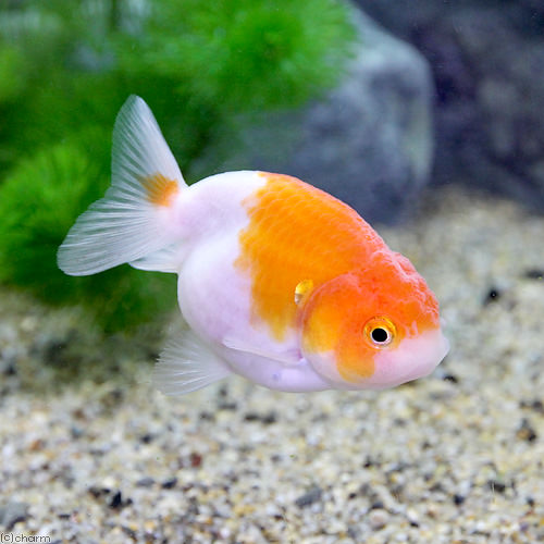 らんちゅう(ランチュウ)(1匹)