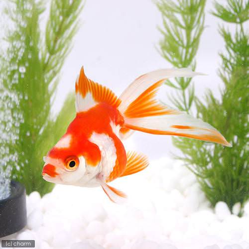 更紗琉金(サラサリュウキン)(1匹)