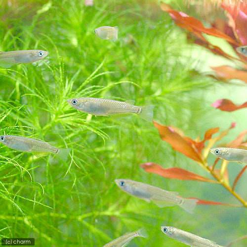 (めだか)黒メダカ(12匹)