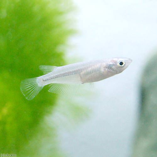 (めだか)青メダカ/青めだか(6匹)