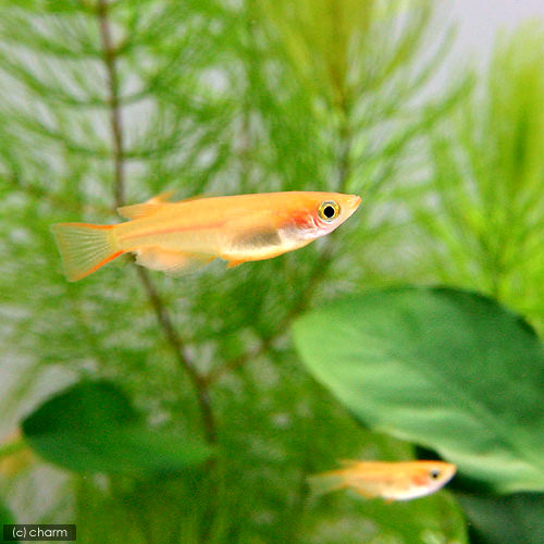 (めだか)楊貴妃メダカ/楊貴妃めだか(10匹)