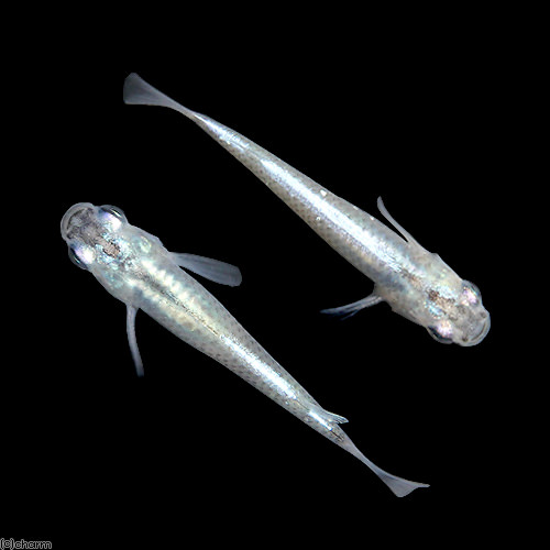 (めだか)幹之メダカ/みゆきめだか(10匹)