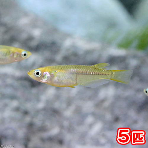 (めだか)黄金メダカ/オウゴンめだか(5匹)