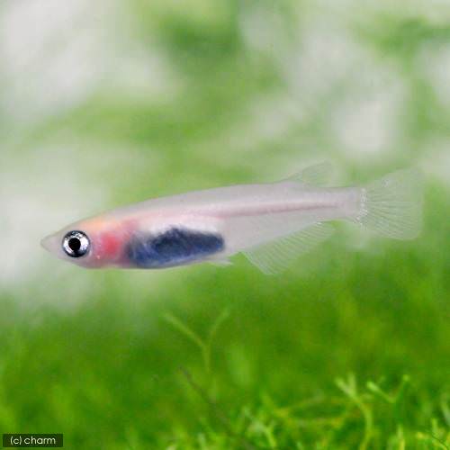 (めだか)スケルトンパンダメダカ/スケルトンパンダめだか(3匹)