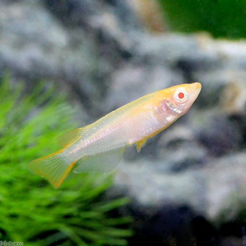 (めだか)アルビノ琥珀メダカ/あるびの琥珀めだか(3匹)