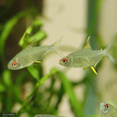 レモン・テトラ(3匹)