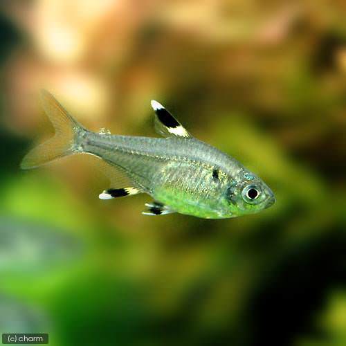 プリステラ(3匹)