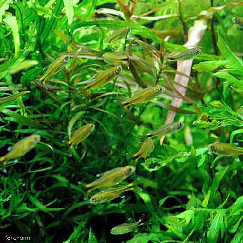 シルバーチップ・テトラ(10匹)