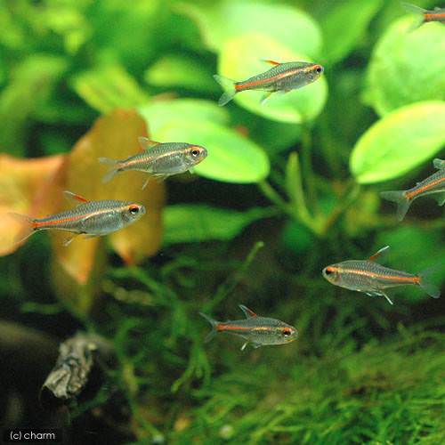 グローライト・テトラ(5匹)