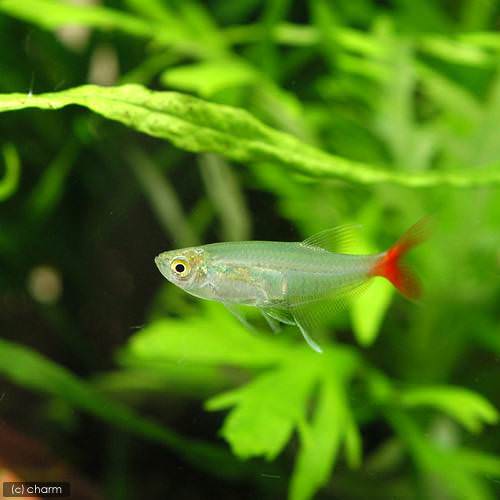 グラスブラッドフィン(12匹)