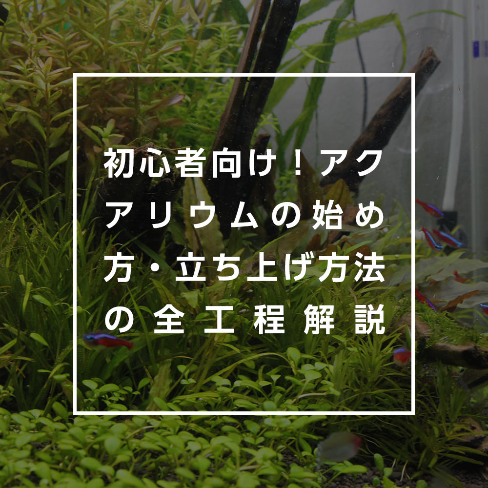 初心者向け!アクアリウムの始め方・立ち上げ方法の全工程解説-水槽の設置・熱帯魚飼育・水草育成-