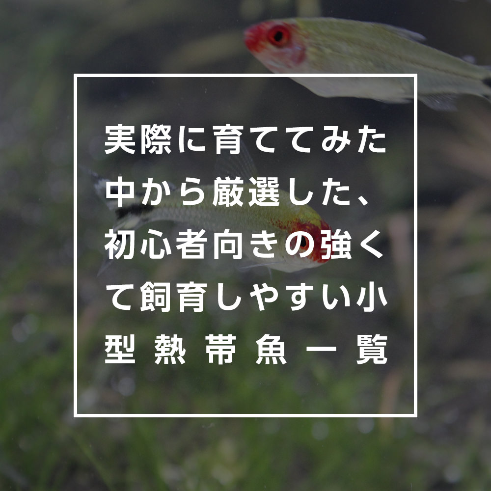 初心者にオススメ!実際に育ててみた中から厳選した、初心者向きの強くて飼育しやすい小型熱帯魚一覧