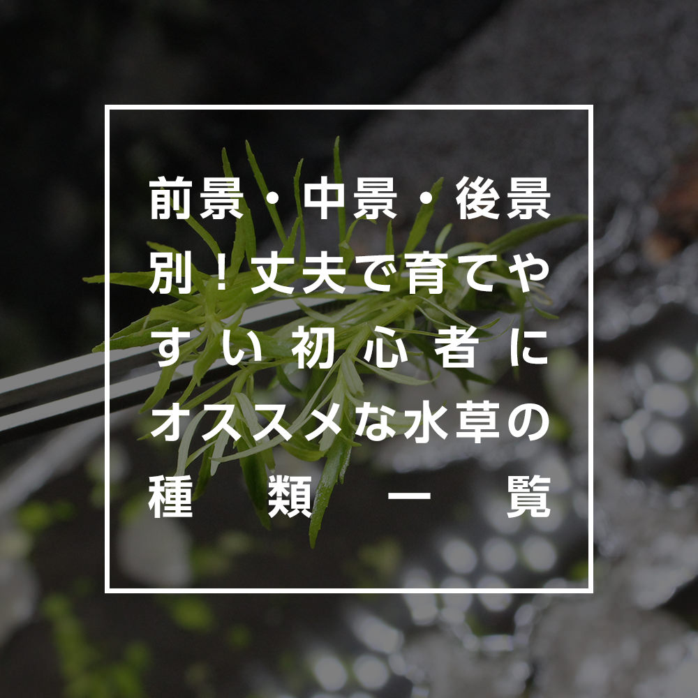 前景・中景・後景別!丈夫で育てやすい初心者にオススメな水草の種類一覧
